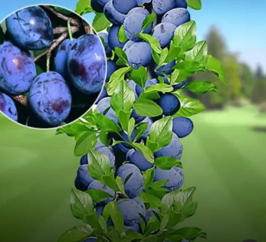 Prun Columnar SweetBlue
