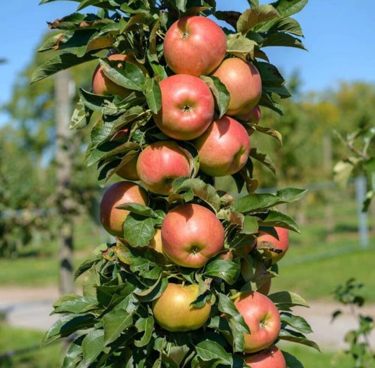 Măr Columnar Malus