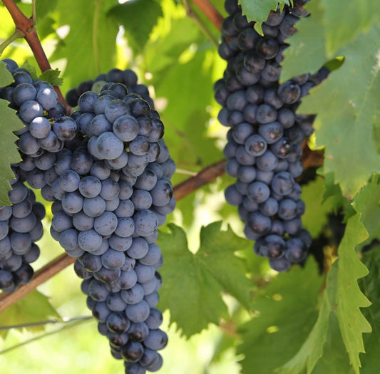 Vița de vie de vin Feteasca Neagră