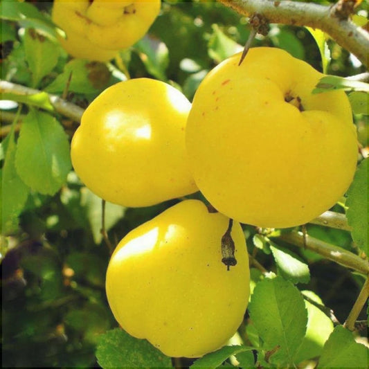 Gutui Aurii