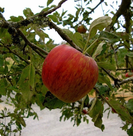 Măr ionatan