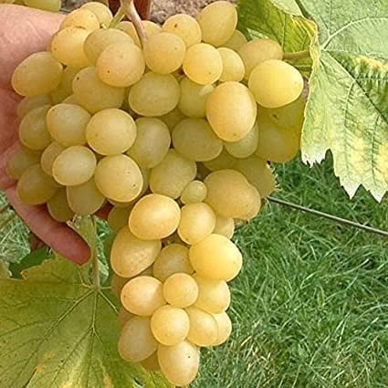 Vița de vie de masă AfuzAli