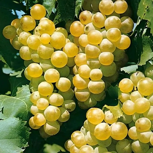 Vița de vie de vin Ottonel