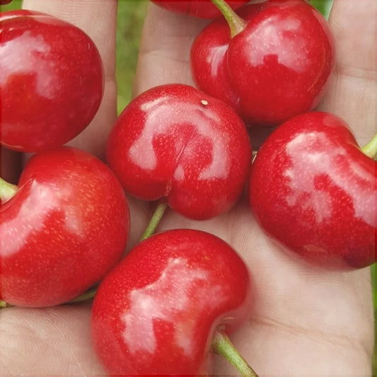 Cireș Prime Geant