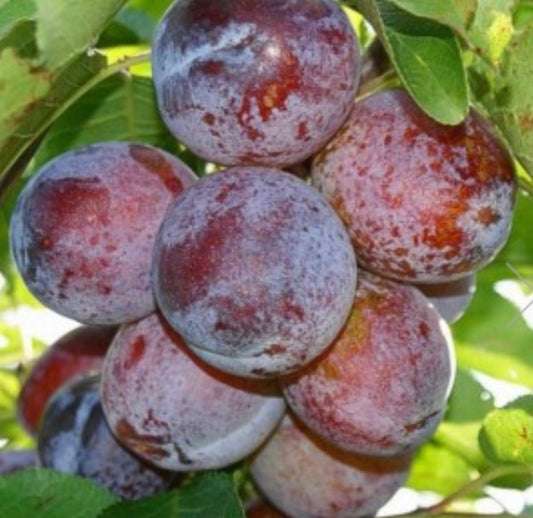 Prun Anaspat
