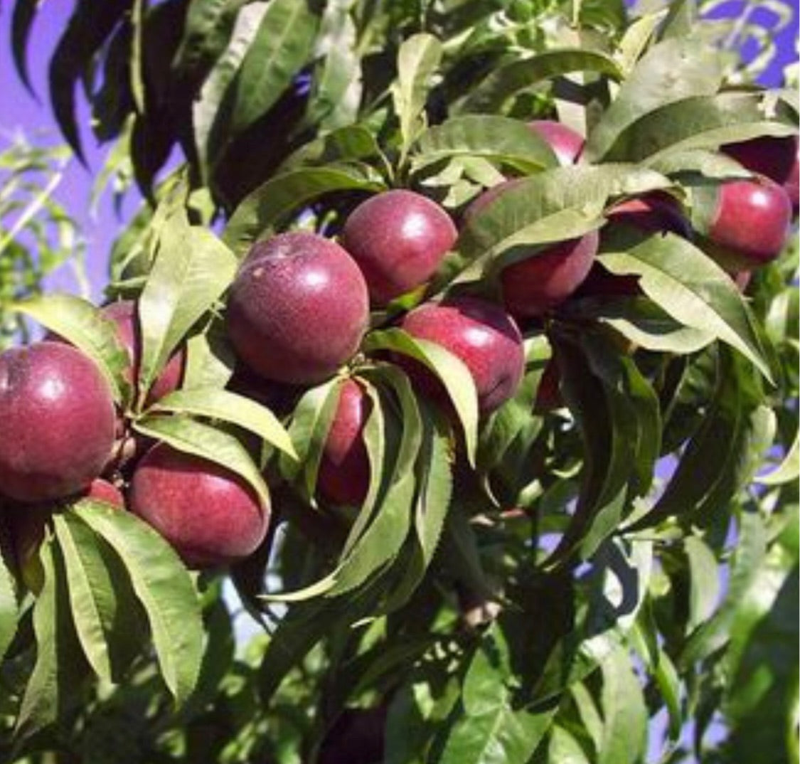 Nectarin Cora