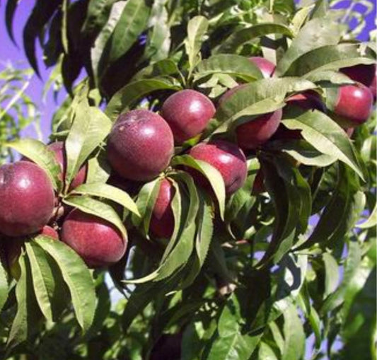 Nectarin Cora