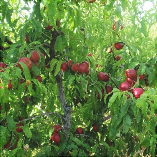 Nectarin romamer
