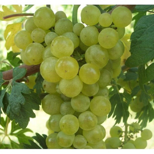 Vița de vie de masă Chasselas Dore