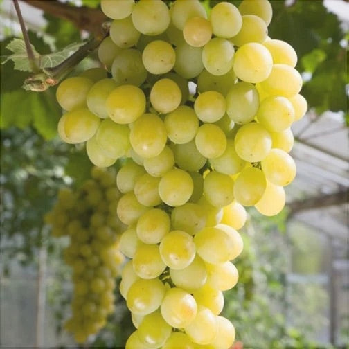Vița de vie de masă Muscat de Poloskei