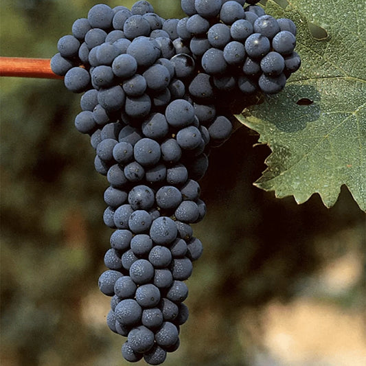 Vița de vie de vin Cabernet Saugvignon