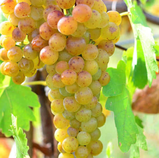 Vița de vie de vin Tămâioasă Românească