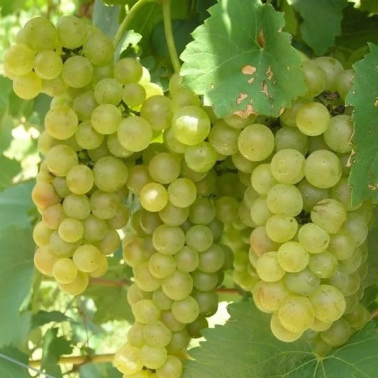 Vița de vie de vin Feteasca Regală